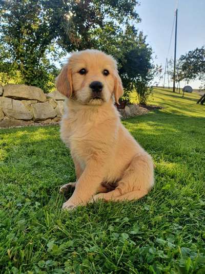 Die Dogorama Kalender Challenge Titelbild-Beitrag-Bild