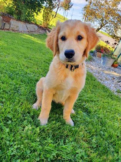 Wo sind die Golden Retriever Liebhaber?-Beitrag-Bild