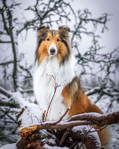 Zobel Liebe-Beitrag-Bild