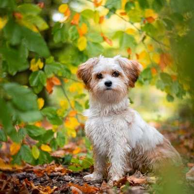 Hundetreffen-Kleine Hunde ganz groß-Bild