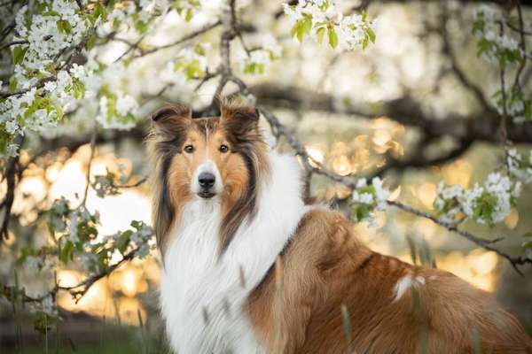 🩸🐾 Blut spenden? Ja. Aber bitte nicht mein Hund.-Beitrag-Bild