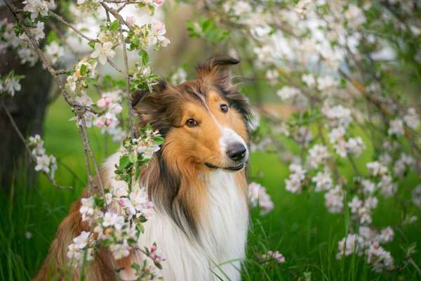 Collies -wo seid ihr?-Beitrag-Bild