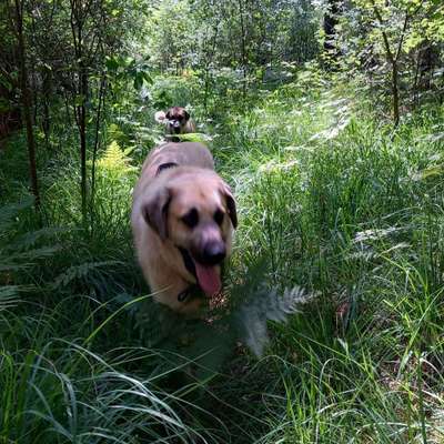Hundetreffen-Wandertouren mit Hund-Bild