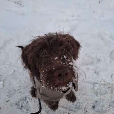 Hundetreffen-Gemeinsamen Spazieren und Traineren-Bild