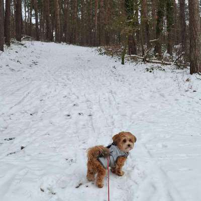 Hundetreffen-Treffen mit kleinen Rassen-Bild