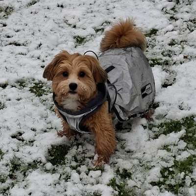 Hundetreffen-Treffen mit kleinen Rassen-Profilbild