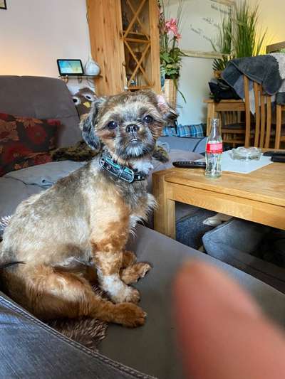 Shih Tzu von Jung bis Senioren-Beitrag-Bild