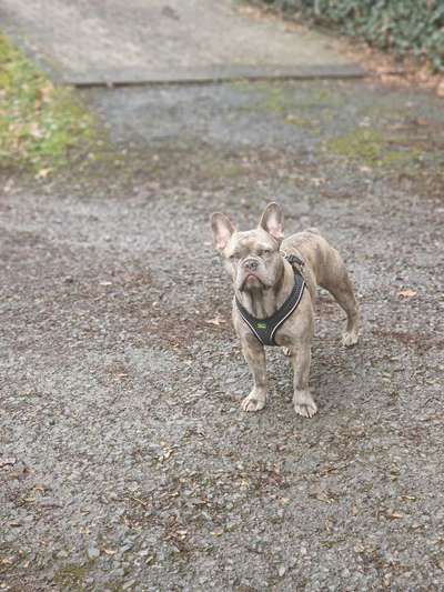 Französische Bulldoggen-Beitrag-Bild
