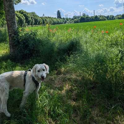 Hundetreffen-Spaziergang und Training-Bild