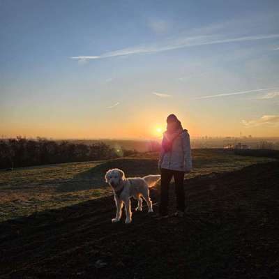 Hundetreffen-Spaziergang und Training-Bild