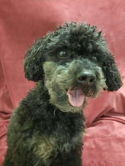 Alles rund um den Pudel-Beitrag-Bild