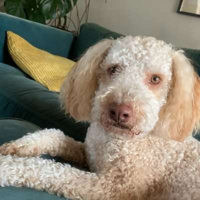 aktuelles Foto Gruppe Hundeernährung
