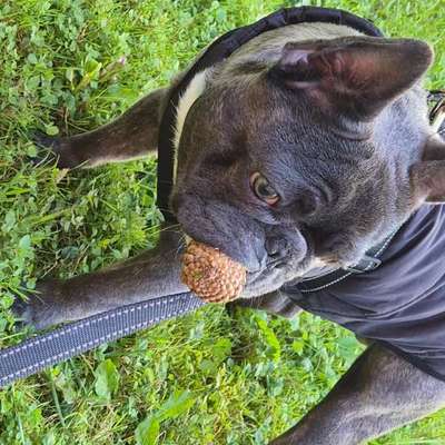 Hundetreffen-Dachau Ost-Bild