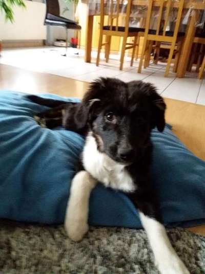 Vom Welpen zum Hund-Beitrag-Bild