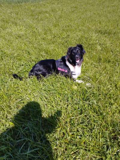 Vom Welpen zum Hund-Beitrag-Bild