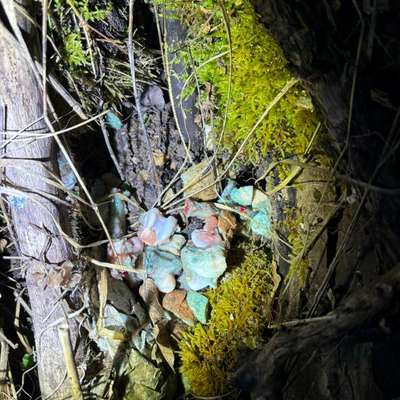 Giftköder-Giftköder-Bild