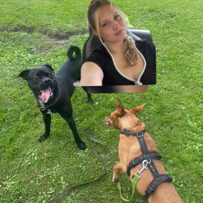 Hundetreffen-Gassi und Spiel Freunde gesucht 🐶☀️-Bild
