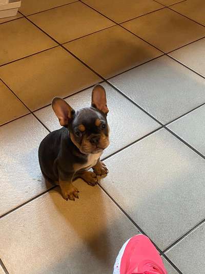 Welpen Bilder !-Beitrag-Bild