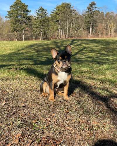 Welpen Bilder !-Beitrag-Bild