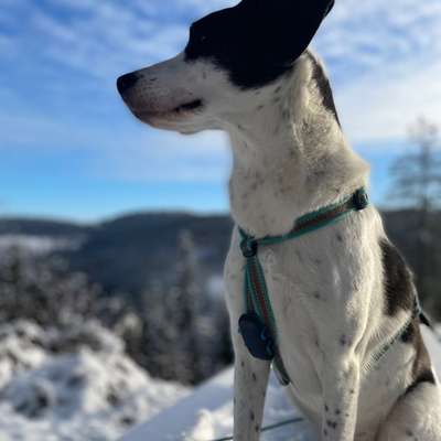 KRITIKOS LAGONIKOS-Beitrag-Bild