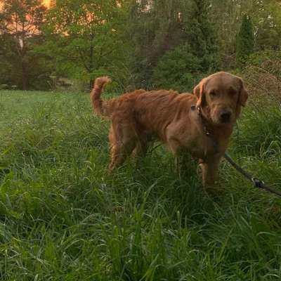 Hundetreffen-Junghund sucht Spiel- und Trainingsgefährten-Bild