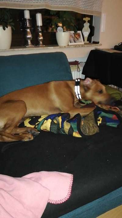 Rhodesian Ridgeback-Beitrag-Bild