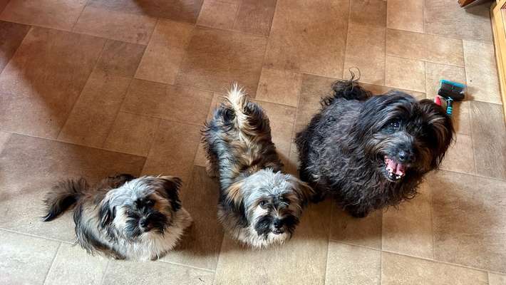 Hundetreffen-Kleinhund spazieren-Bild