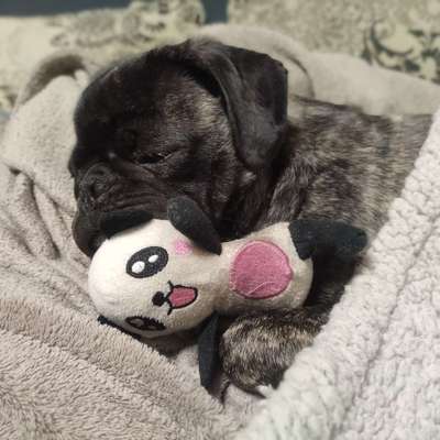 Hundetreffen-Junghund sucht Kontakt zu freundlichen Wuffis-Bild