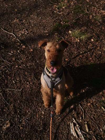 Airedale Terrier-Beitrag-Bild