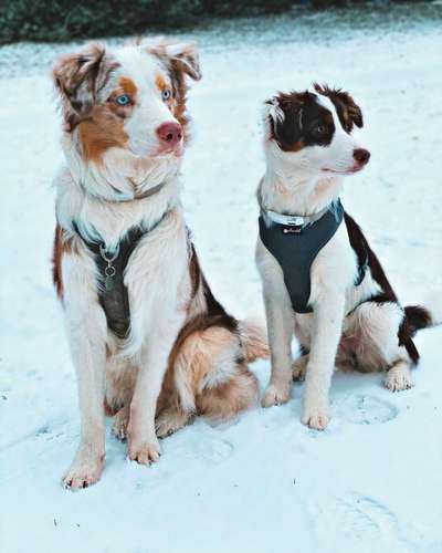 Die Dogorama Kalender Challenge 4/4-Beitrag-Bild