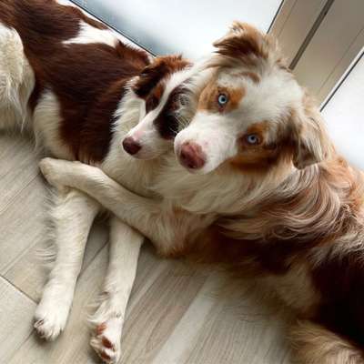 Die Dogorama Kalender Challenge 4/4-Beitrag-Bild