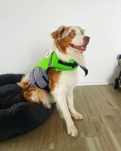 Die Dogorama Kalender Challenge 4/4-Beitrag-Bild