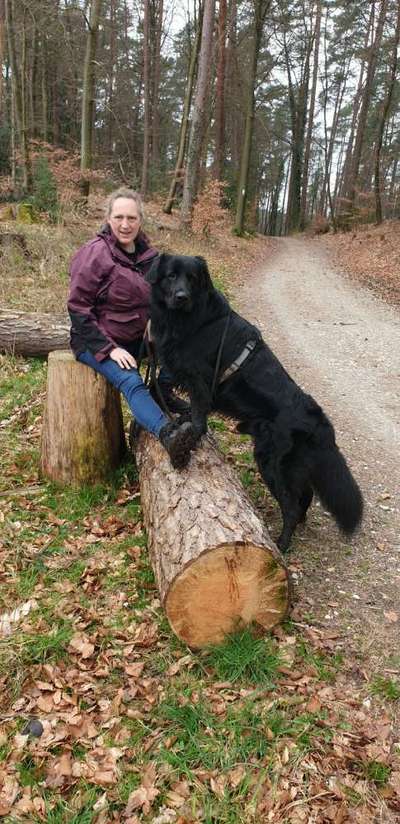 Schäferhund-Beitrag-Bild