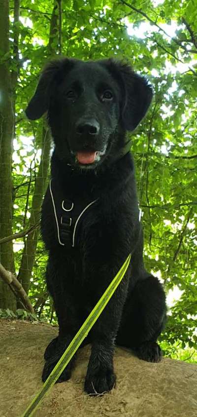 Labradorfans-Beitrag-Bild