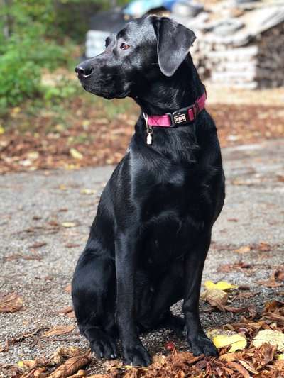 Dogorama Photo Challenge - Der Frühling kommt-Beitrag-Bild