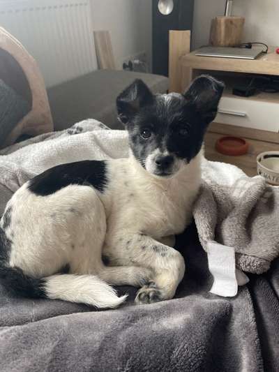 Patterdale Terrier-Beitrag-Bild