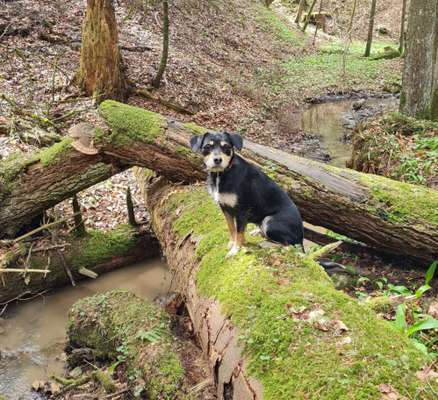 Dogorama-Monats-Challenge-Mai "Wasser"-Beitrag-Bild