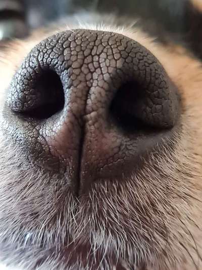 Zeigt her eure Hundenasen-Beitrag-Bild