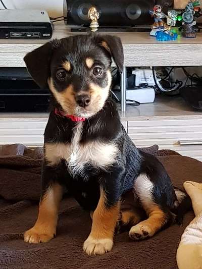 Welpen Bilder !-Beitrag-Bild