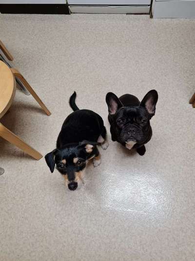 Die besten Hundeblicke 🐾❤️-Beitrag-Bild