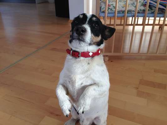 Wie kamst du zu deinem Hund?-Beitrag-Bild