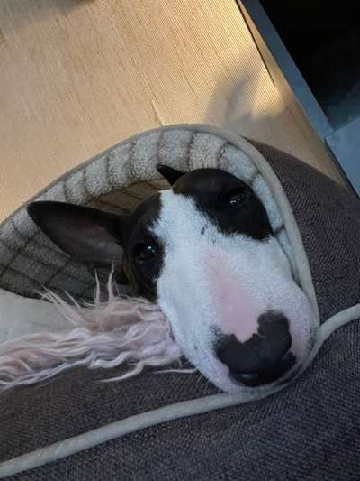 Dogorama Photo Challenge - Hundeblick zum hinschmelzen-Beitrag-Bild