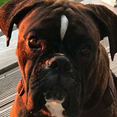 Hundetreffen-Gemeinsame Gassi Runde  mit sehr liebem Boxer-Bild