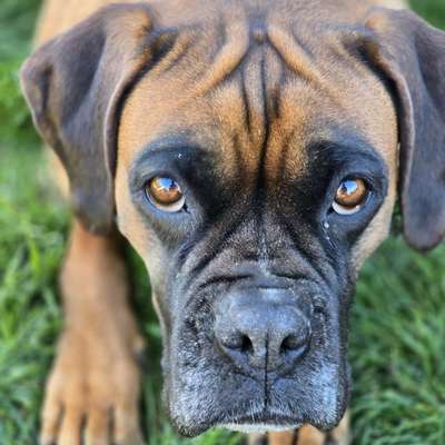 Hundetreffen-Spiel-oder Gassirunde