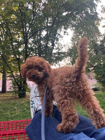 Hundetreffen-Welpentreffen in Nürnberg-Bild