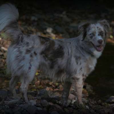 Hundetreffen-Gassi Runde in Schwanheim/ Goldstein-Bild