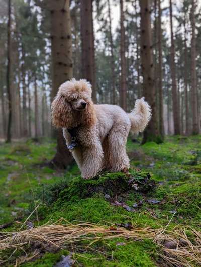 Alles rund um den Pudel-Beitrag-Bild