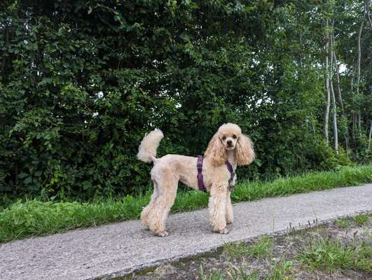 Wie sitzt mein Geschirr?-Beitrag-Bild