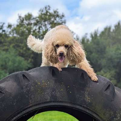 Hundetreffen-Spiel und Spaß im Steinmoor 🐕🌲-Bild