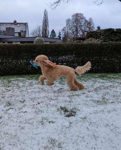 Alles rund um den Pudel-Beitrag-Bild